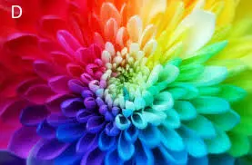 Gemini colors